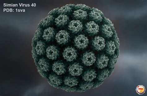 simian virus 40|SV40 .